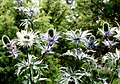 Eryngium alpinum