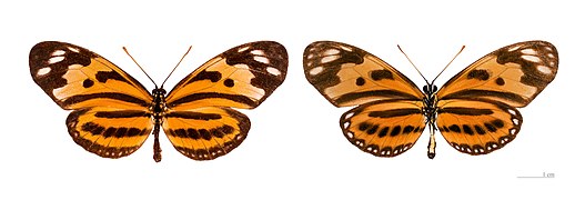 Museum specimen ♂ Both sides