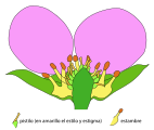 Los gineceos dialicarpelares son comunes en las rosáceas. Diagrama de corte transversal de Fragaria, la frutilla o fresa.