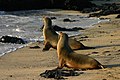 A pair of Galápagos sea lions (Zalophus wollebaeki) on Isabela Island, Galapagos Islands. Photographed in the early morning.