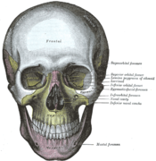 Vista frontal (anterior) del cráneo, mostrando ambos maxilares en su contexto.