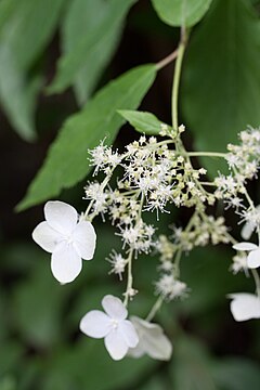 Description de l'image Hydrangea heteromalla fleurs4.jpg.