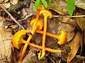 Hygrocybe cantharellus