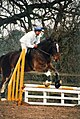 Shire Horse beim Springreiten