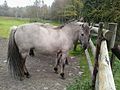 Konik-Polski equine.