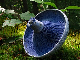 Un Lactaire indigo (Lactarius indigo (Schwein.) Fr.) photographié dans le Strouds Run State Park à Athens, en Ohio (États-Unis). (définition réelle 3 264 × 2 448)