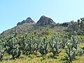 A young stand of silvertrees on Devil's Peak, Table Mountain.