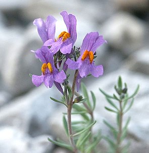 Photo of the flower I got my username from, Linaria Vulgaris.