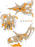 Illustration du crâne de Lokiceratops avec du matériel inconnu en orange.