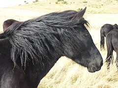 Tête d'un cheval noir à l'épaisse crinière, vue de profil droit