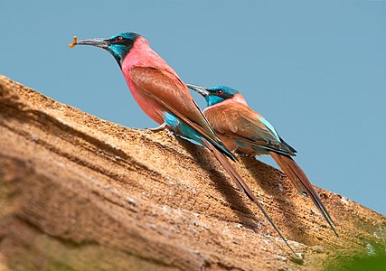 Northern carmine bee-eaters, by Luc Viatour