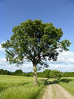 Niedersachsen-Goettingen-Naturdenkmal-ND GÖ-S 34-Linde