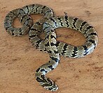 Female Churah Valley kukri snake