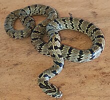 brownish snake with black bands on wood