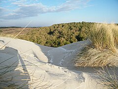 Oyats, dune blanche, dune grise et pinède forment un rempart bien fragile, souvent remis en cause face aux violentes marées d'équinoxe.