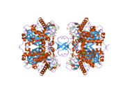 2ibu: Crystallographic and kinetic studies of human mitochondrial acetoacetyl-CoA thiolase (T2): the importance of potassium and chloride for its structure and function