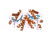 2pez: Crystal structure of deletion mutant of APS-kinase domain of human PAPS-synthetase 1 in complex with cyclic PAPS and dADP