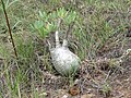 Pachypodium rosulatum Parco Nazionale dell'Isalo