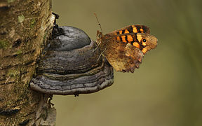 Fomes fomentarius