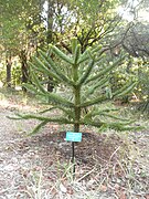 Jeune araucaria avec signalétique botanique devant.