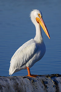 American white pelican, by Frank Schulenburg