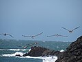 Pelicans fly over Tennessee Cove.