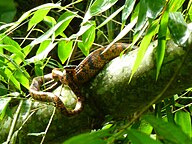 Trinbagonian State Reptile