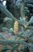 Dangling somewhat immature (unopened) female cone