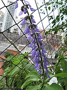 Inflorescence