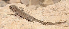 Наскальный пристурус (Pristurus rupestris)