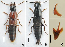 A Q. obliqueseriatus B Q. suramensis. C Sclerites dans le sac interne de Q. jenisseensis.