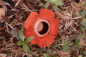 Rafflesia arnoldii.