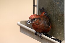 A red crossbill perched on the side of a bird feeder