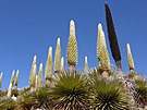 Puya Raimondi