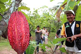 Theobroma cacao Cacao