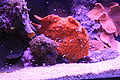 Scarlet frogfish, A. coccineus