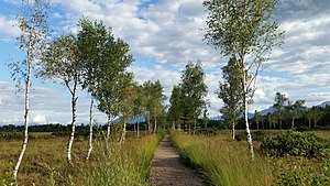 48. Platz: Michael Burgholzer mit Birken im Schönramer Filz im Naturschutzgebiet „Schönramer Moor“ im Landkreis Traunstein