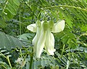 Vegetable Hummingbird (Ilo: Katuday or Tlg: Katuray)