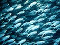 Image 45Schooling threadfin, a coastal species (from Pelagic fish)