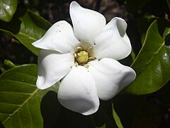 Fleur de Gardenia brighamii.