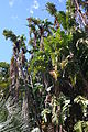 S. alba, Stellenbosch Botanical Garden, Južna Afrika