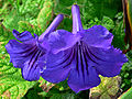 Streptocarpus parviflorus