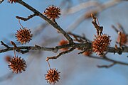Sweetgum seed pods in Michigan during winter