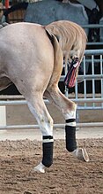 A tail with the long hairs braided and kept in a "tail bag" to keep it clean prior to show