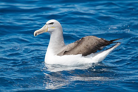 Salvin's albatross, by JJ Harrison