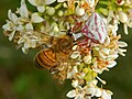 Thomisus onustus hunting Apis mellifera