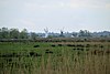 Shallam Dyke Marshes