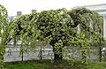 Camperdown fruiting, Eisenhower Park, Newport, Rhode Island