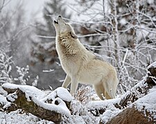 Wolf howling in winter at the Wolf Wilderness exhibit.