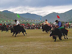 Course de yaks en Chine.